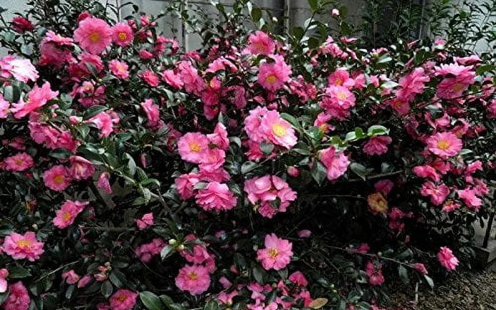 Camellia Sasanqua Shi - Shi I 3 Extra Large 3 Gallon Plants Pink Flowering Live Plant for Outdoor & Indoor Gardens, Compact Elegant Flowering Shrub for Vibrant Landscaping