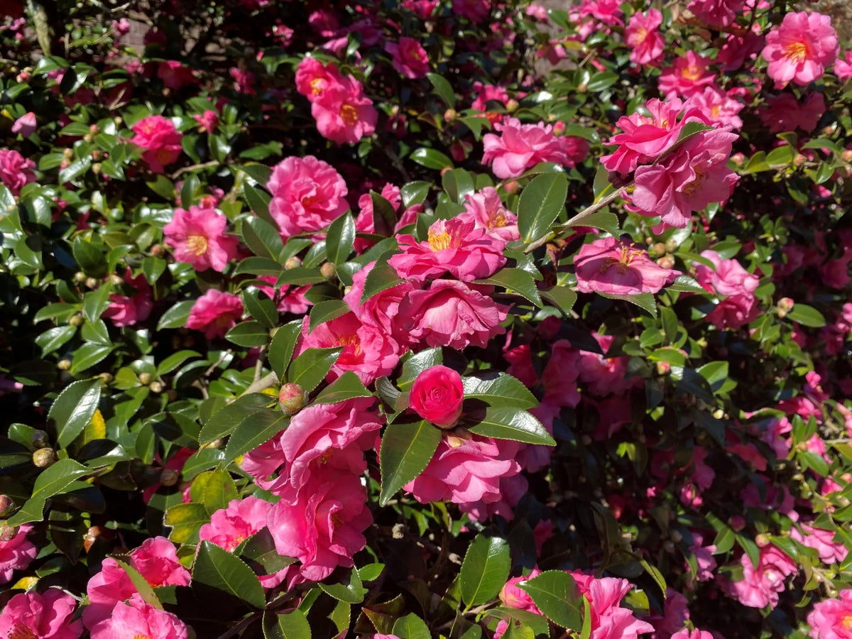 Camellia Sasanqua Shi - Shi I 3 Extra Large 3 Gallon Plants Pink Flowering Live Plant for Outdoor & Indoor Gardens, Compact Elegant Flowering Shrub for Vibrant Landscaping
