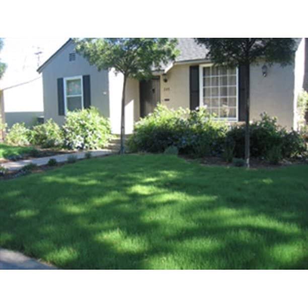 Buffalo Grass Seed - Primed - 10 lbs - Seed Barn