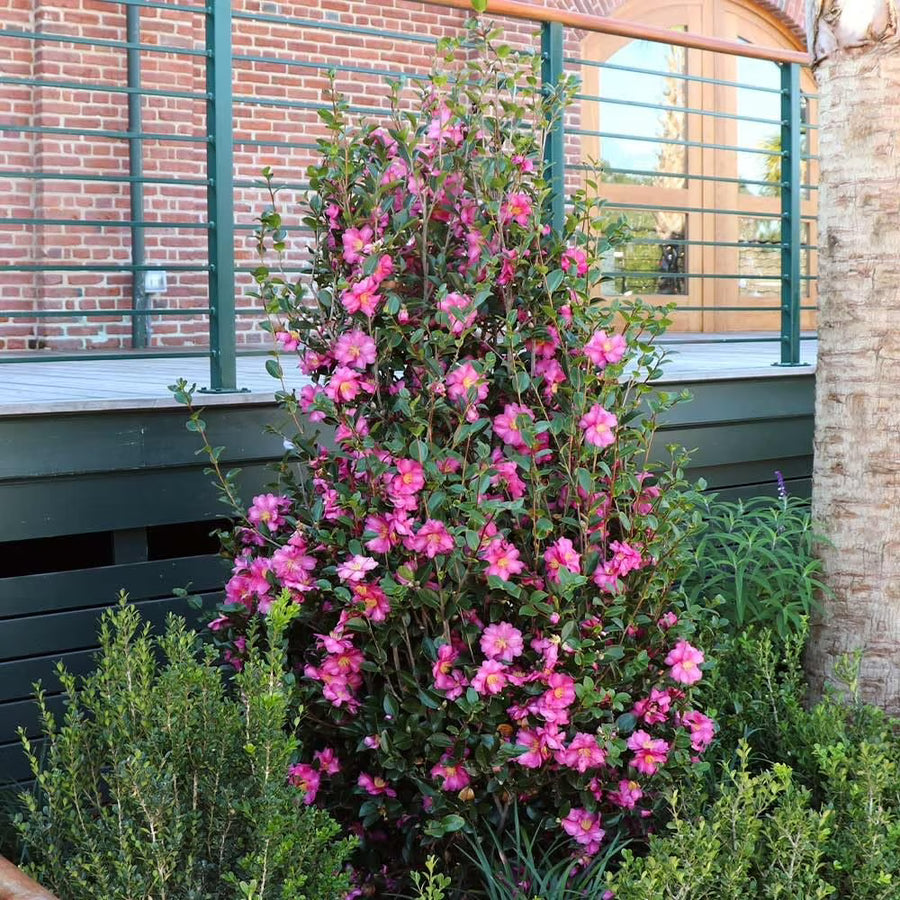 Camellia Sasanqua Shi - Shi I 3 Extra Large 3 Gallon Plants Pink Flowering Live Plant for Outdoor & Indoor Gardens, Compact Elegant Flowering Shrub for Vibrant Landscaping